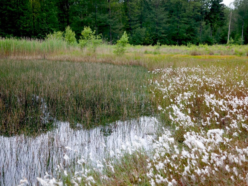 Christophe Brochard. Leefgebied van venglazenmaker en maanwaterjuffer.